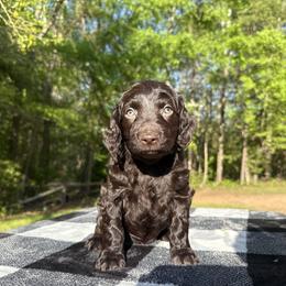 Dark Blue Collar - Chocolate male Boykin Spaniel puppy in Comer, Georgia from Weavers Kennels