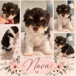Nava (beautiful) AKC - Chocolate female Havanese puppy in Cochran, Georgia from Dean Supreme