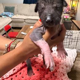 Girl 1 - Black and white female Xoloitzcuintli puppy in Lakeview, California from Xchaman Xoloitzcuintli
