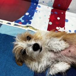 Tink - White and chestnut female Portuguese Podengo Pequeno puppy in East Oakdale, California from Tango Kennels