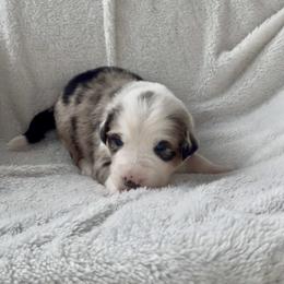 Jasper - Blue merle male Australian Shepherd puppy in Cypress, Texas from Cypress Aussies