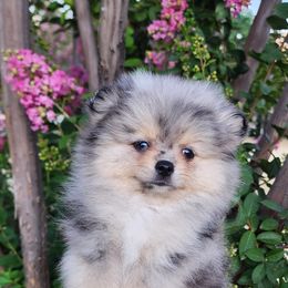 Elena - Pomeranian puppy in Three Rivers, California from Mountain Mama's Poms