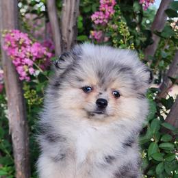 Elena - Pomeranian puppy in Three Rivers, California from Mountain Mama's Poms