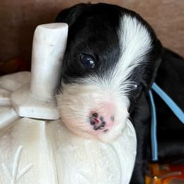 Clove - Black female Bernedoodle puppy in Gilbert, Arizona from The Berne Barn... it’s a Doodle thing!