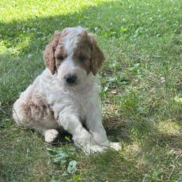 Spots - Parti male Goldendoodle puppy in Shippensburg, Pennsylvania from Diller Doodle Pups