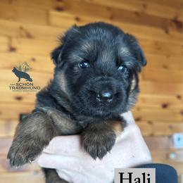 Hali - Black and red female German Shepherd puppy in Garland, Maine from Vom Schön Traumhund