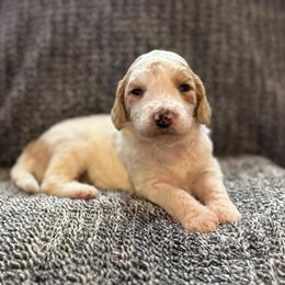 Clover - Parti female Goldendoodle puppy in Fayetteville, Arkansas from Mountain Grove Doodles