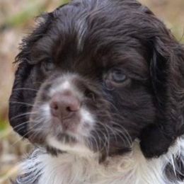 Cocker Spaniels from Trulove Cocker Spaniels