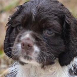 Cocker Spaniels from Trulove Cocker Spaniels