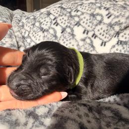 Pastor Galswells - Sable male German Shepherd puppy in Perrysburg, Ohio from Fancy GSDs LLC
