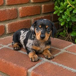 Benny - Dapple male Dachshund puppy in Arcadia, California from Cruz Industries - Dachshund Company & French Bulldog Company