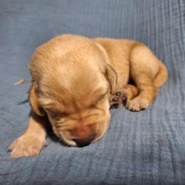 Yellow Collar Female - Yellow female Labrador Retriever puppy in Bemidji, Minnesota from Northern Star Elite Quality Labrador Retrievers