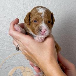 Fig - Apricot male Goldendoodle puppy in Murrieta, California from Apricot Poodles & Goldendoodles, LLC