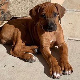 Rhodesian Ridgeback Puppies from Heritage Rhodesian Ridgebacks