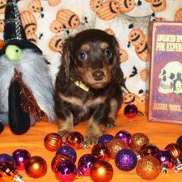 Reagan - Chocolate and tan female Dachshund puppy in Corbin, Kentucky from White River Valley Kennel