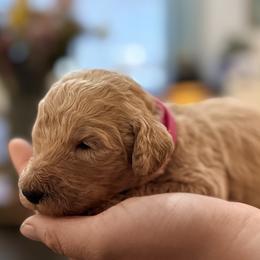 Lady - Apricot female Goldendoodle puppy in Macclenny, Florida from Baker County Goldendoodles