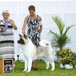 Chip - Akita