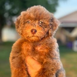 Cocoa Pebbles - Chocolate merle female Bernedoodle puppy in Rose Hill, North Carolina from Red Door Canines