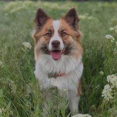 Toblarone - Icelandic Sheepdog