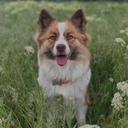 Toblarone - Icelandic Sheepdog