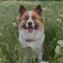 Toblarone - Icelandic Sheepdog