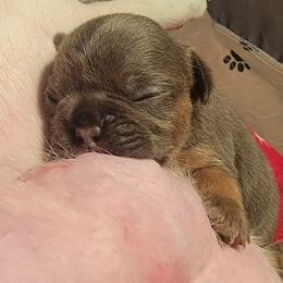 Purple collar - Tricolors female French Bulldog puppy in Washington from Pawcific Coast Bullies