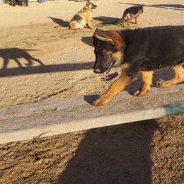 German Shepherd Puppies from Minerd Ranch