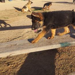 German Shepherd Puppies from Minerd Ranch