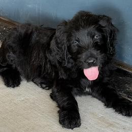 Kennedy - Black male Assorted Doodle Crosses puppy in Coweta, Oklahoma from Storybook Doodles
