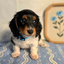 Hank 2400 - Piebald male Dachshund puppy in Lexington, Oklahoma from Long Doggy Acres Miniature Dachshunds