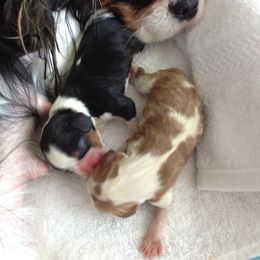 Cavalier King Charles Spaniel Puppies from Seaborne Cavalier King Charles Spaniels
