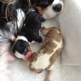 Cavalier King Charles Spaniel Puppies from Seaborne Cavalier King Charles Spaniels