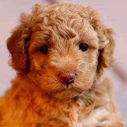 Ivory - Cream female Goldendoodle puppy in Forney, Texas from Diamond Doodle Pups and Poodles