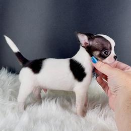 Fuji - Black and white male Chihuahua puppy in Simpsonville, South Carolina from N&T's Chihuahuas