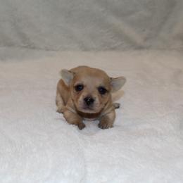 Sadie - Fawn female Chihuahua puppy in Willamina, Oregon from Cherished Chihuahuas