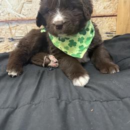 Clover - White and brown female Newfoundland puppy in Goodhue, Minnesota from Claypits Newfoundlands