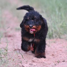 Boo - Bernedoodle