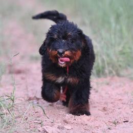 Boo - Bernedoodle