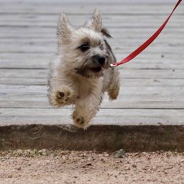 Cairn Terriers from Abundant Grace Cairn Terriers