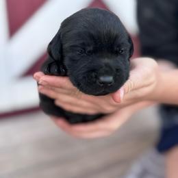 Stormy - Black female Labrador Retriever puppy in Garnett, Kansas from Timberland Creek Labradors