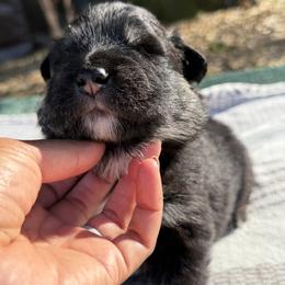 Pink Girl - Black female Finnish Lapphund puppy in Redding, California from AlpenGlō Kennels