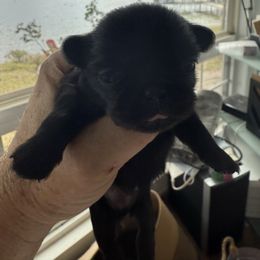 Blanche - Black female Pekingese puppy in Mabank, Texas from Peke Lovers of Texas