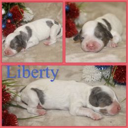 Aussiedoodle, Cavalier King Charles Spaniel, Cavapoo, and Labradoodle Puppies from McDoodles of Texas LLC