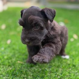 Hershey - Liver male Miniature Schnauzer puppy in Sterling, Idaho from Sterling Schnauzer's