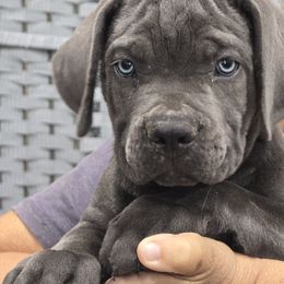 Brown Collar Boy - AKC and ICCF - VxH - Gray male Cane Corso puppy in Gorman, Texas from McOmber Country Kennels