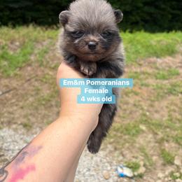 Merle boy - Blue merle male Pomeranian puppy in Kentucky from Em&M Pomeranians