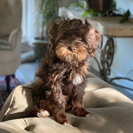 Dug - Australian Labradoodle