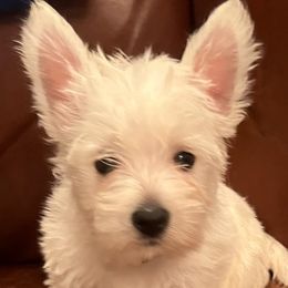 West Highland White Terriers from Mel’s Westies