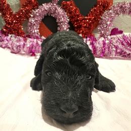 Black female 2 - Black female Poodle puppy in Williston, Florida from JD French Bulldogs, Mini Poodles, and Border Collies