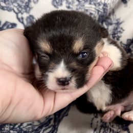 Male 2 - Black and tan male Pembroke Welsh Corgi puppy in Mount Nebo, West Virginia from Summersville Corgis of Groves Farm